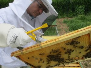 Apiculture IME Rang